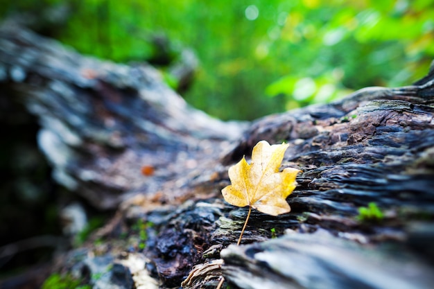 Hoja de otoño se encuentra en un gran tocón viejo