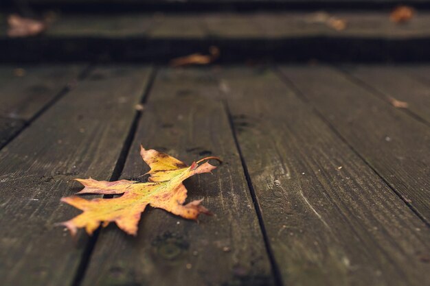 Hoja de otoño en el fondo de tablas de madera.