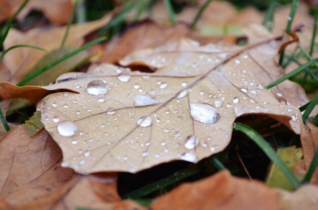 Hoja de otoño con gotas de agua Fondo macro