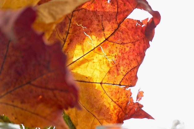 Hoja de otoño irregular sobre un fondo claro betterMacro