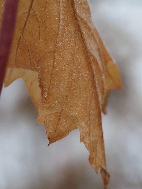 hoja de otoño bajo la lluvia