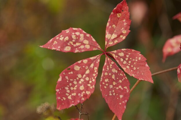 Foto hoja de otoño en manchas amarillas en el parque