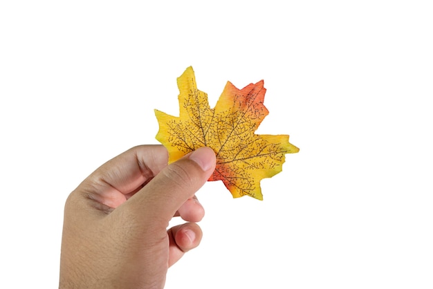 Hoja de otoño con mano aislado sobre fondo blanco.