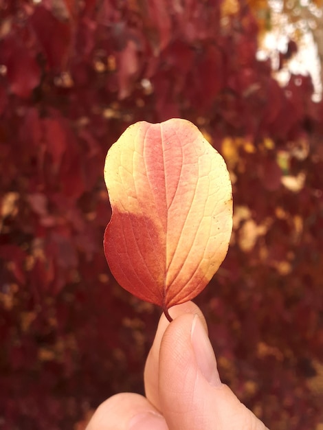 Foto hoja de otoño en la mano