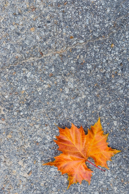 Hoja de otoño marrón y naranja en el camino de hormigón de asfalto.