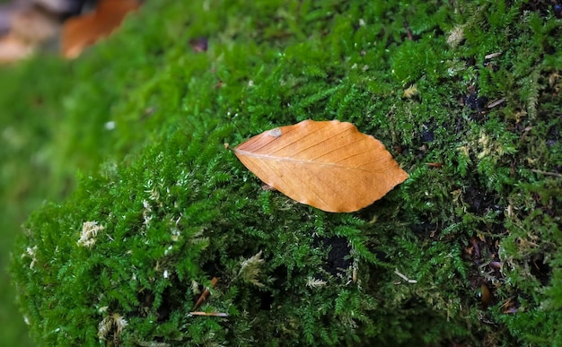 Hoja de otoño en el piso