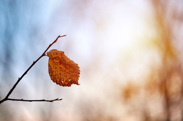 Hoja de otoño en rama con espacio de copia