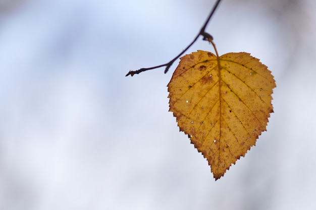 Hoja de otoño en la rama