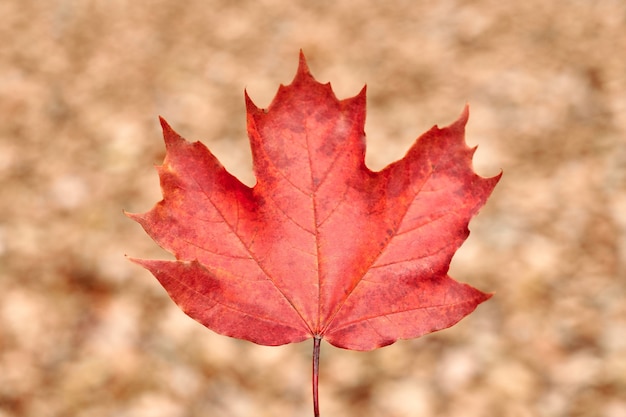 Hoja de otoño roja sobre fondo de follaje amarillo. Colorido follaje caído, símbolo de cambio de estación. Diseño de patrón de fondo para uso estacional.