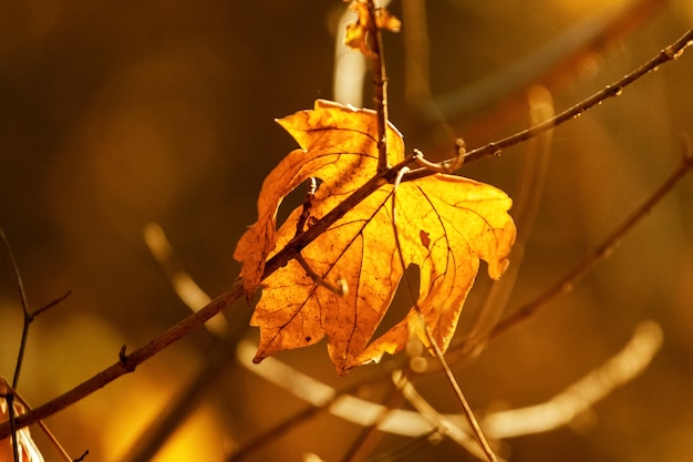 Hoja de otoño seca sobre un fondo borroso en colores cálidos