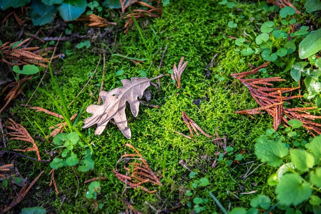 Hoja de otoño sobre capa de musgo en el bosque