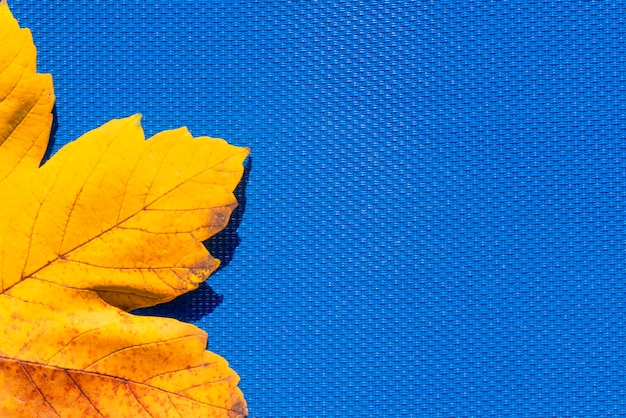 Hoja de otoño sobre el fondo azul turquesa. Fondo abstracto de hoja. El concepto de otoño, otoño.Copiar espacio