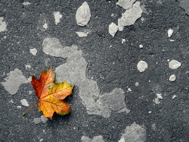 Hoja de otoño sobre un fondo gris.