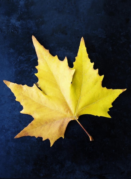 Hoja de otoño sobre fondo negro