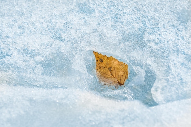 Hoja de otoño sobre el hielo. Imagen macro con poca profundidad de campo