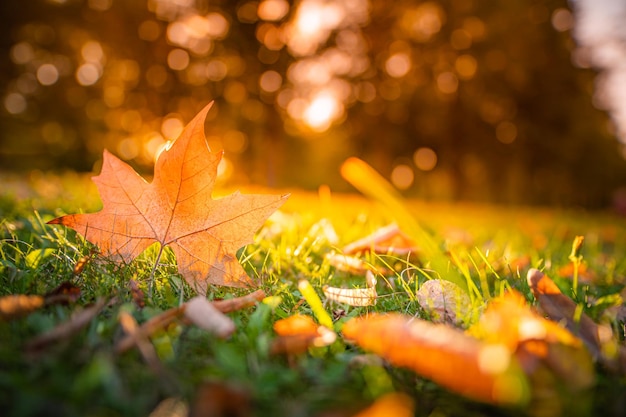 Hoja de otoño sobre hierba verde, primer plano macro. Hojas de otoño en el prado en otoño, rayos de sol, naturaleza idílica