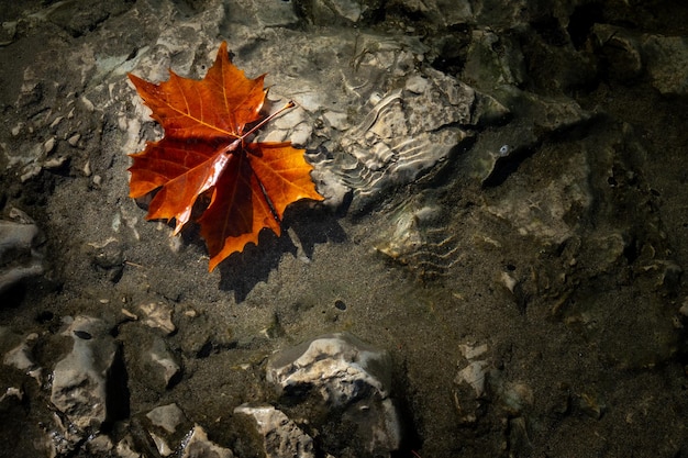 Foto hoja de otoño sobre un río de fondo oscuro y pedregoso fotografía de fondo