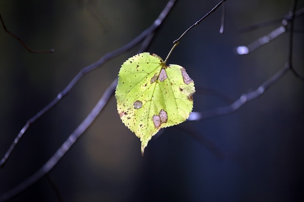 Hoja de otoño solitaria en el árbol