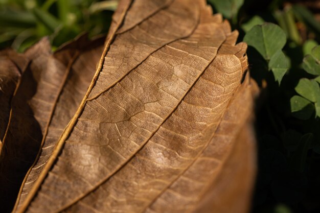 Una hoja de otoño en el suelo.