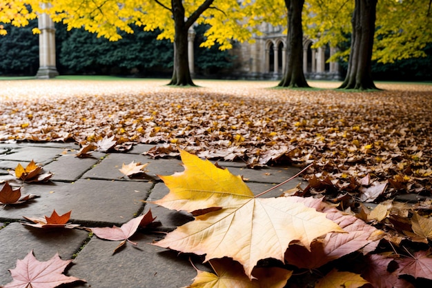 Una hoja de otoño susurrante que cae en el patio de la antigua universidad