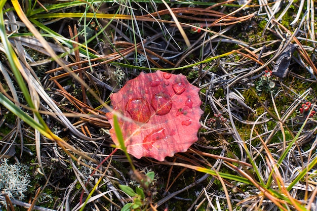 Hoja de otoño