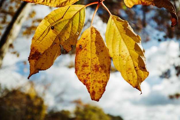 Una hoja con la palabra otoño.