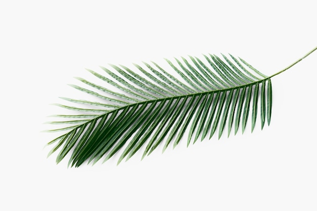 Hoja de palma areca verde fresca sobre un fondo blanco