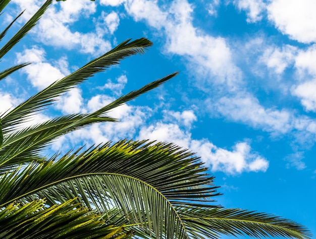 hoja de palma en el cielo nublado