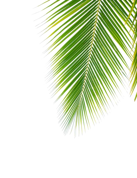 Hoja de palma de coco aislada sobre fondo blanco