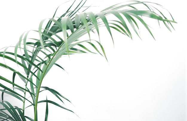 Hoja de palma de coco verde fresco sobre fondo blanco con espacio para copiar texto o sus productos