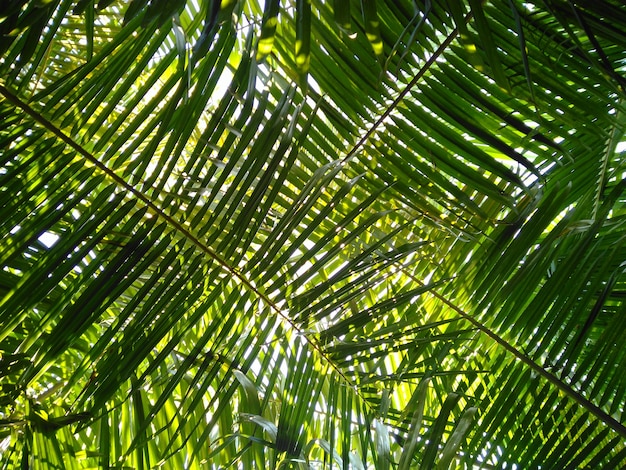 hoja de palma con luz natural del rayo de sol