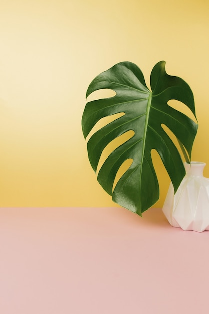 Hoja de palma Monstera en mesa rosa, jarrón rosa.