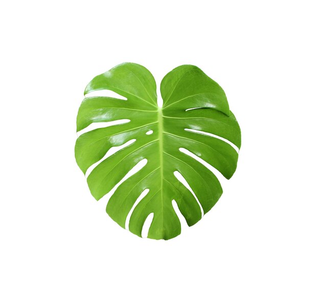 Hoja de palma monstera verde tropical