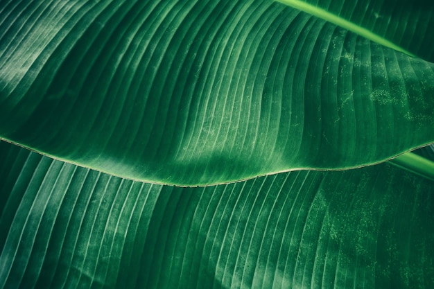 Hoja de palma de plátano, fondo de naturaleza verde