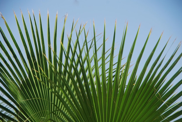 hoja de palma en la playa