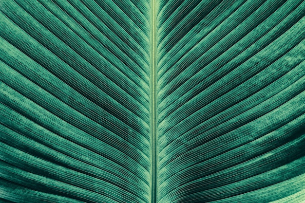 hoja de palma textura verde oscuro naturaleza fondo