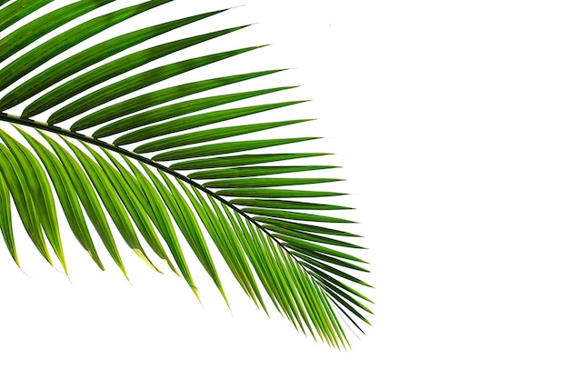 hoja de palma tropical aislada sobre un fondo blanco