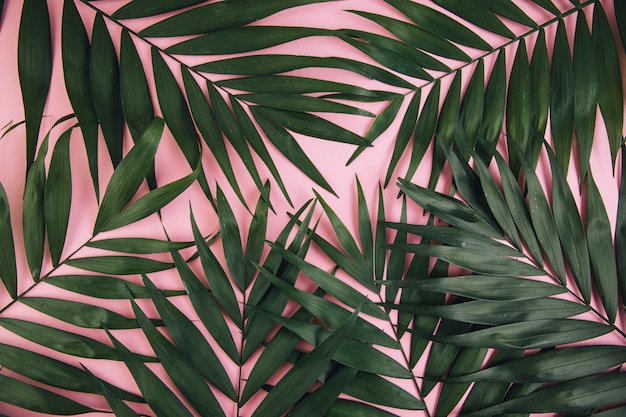 Hoja de palma tropical en fondo rosado. Concepto de verano