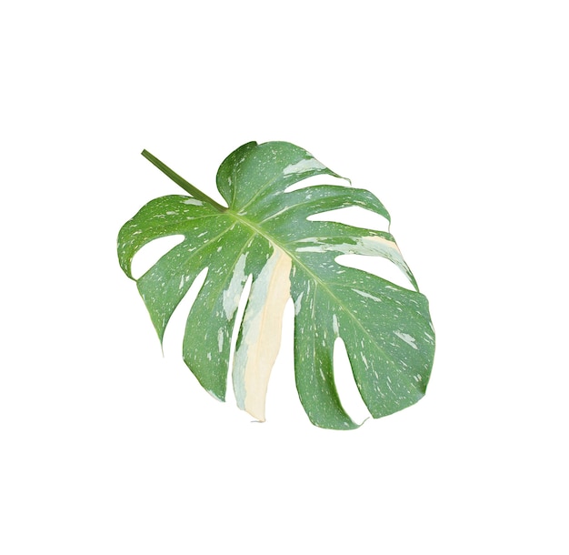 Hoja de palma verde aislada sobre fondo blanco con trazado de recorte