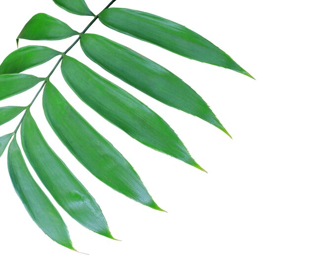 Foto hoja de palma verde aislada sobre un fondo blanco