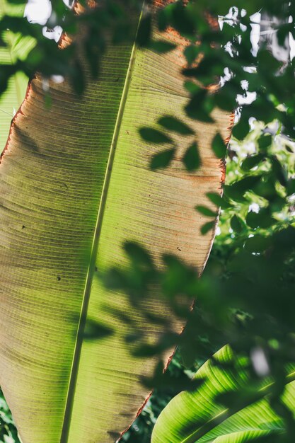 Hoja de palma verde cerrar textura de hoja de plátano