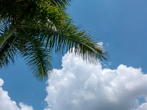 Hoja de palma verde en el cielo azul con fondo de nubes