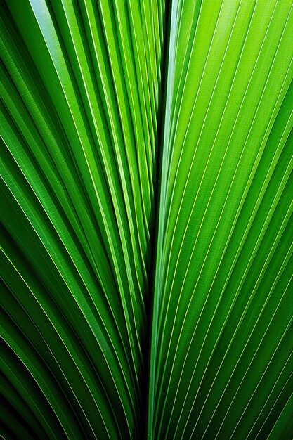 Hoja de palma verde como fondo