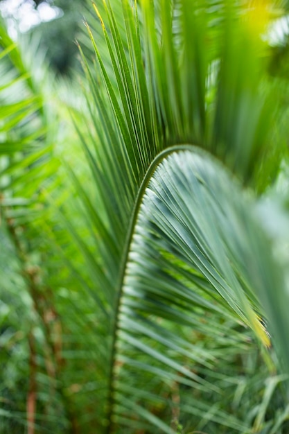 Hoja de palma verde en el jardín botánico tropical