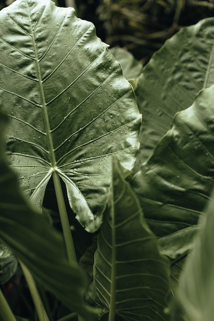 Hoja de palma verde mojada con gotas de lluvia Fondo exótico natural tropical de verano