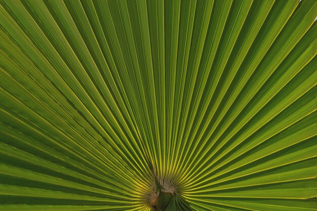 Hoja de palma verde natural