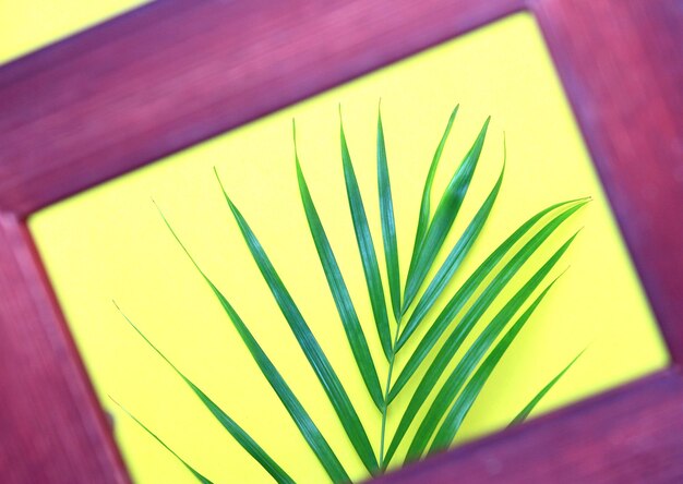 Foto hoja de palma verde de la naturaleza tropical en el marco de la imagen sobre un fondo colorido