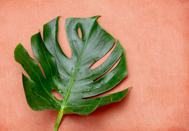 Hoja de palma verde sobre amarillo.