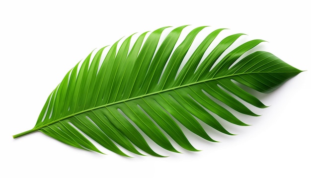 Hoja de palma verde tropical aislada en blanco con recorte