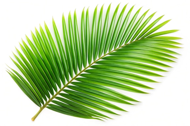 Hoja de palma verde tropical cortada sobre un fondo blanco